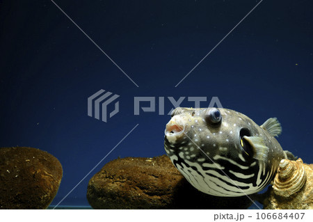 フグ サザナミフグ 魚 海水魚 泳ぐ魚 White-spotted puffer puffer フグ サザナミフグ 魚 海水魚 泳ぐ魚 White-spotted puffer puffer 106684407