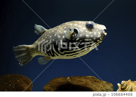 フグ　サザナミフグ　魚　海水魚　泳ぐ魚　White-spotted puffer　puffer 106684408