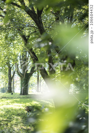 木漏れ日が差し込む公園 木漏れ日が差し込む公園 106684432