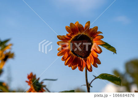 A beautiful sunflower with long yellow petals in the field. Calm tranquil moment in countryside. Sunflower growing in evening field. Atmospheric summer wallpaper, space for text A beautiful sunflower with long yellow petals in the field. Calm tranquil moment in countryside. Sunflower growing in evening field. Atmospheric summer wallpaper, space for text 106684876