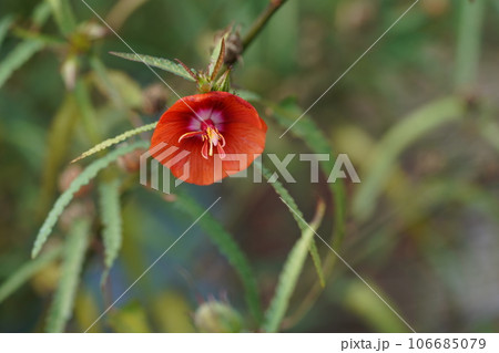 ゴジカ ゴジカ 106685079