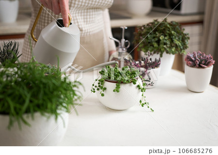 Woman watering Potted Senecio Rowley house plant in white ceramic pot on a table indoors 106685276