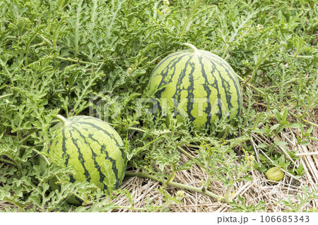 Close-up of watermelons growing in farmland in Yunlin, Taiwan. 106685343