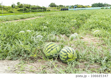 Close-up of watermelons growing in farmland in Yunlin, Taiwan. 106685347