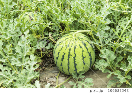 Close-up of watermelons growing in farmland in Yunlin, Taiwan. 106685348