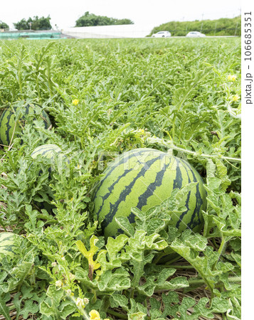 Close-up of watermelons growing in farmland in Yunlin, Taiwan. 106685351