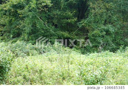 何かが潜む森 106685385