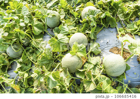 Close-up of cantaloupes growing in farmland in Yunlin, Taiwan. Close-up of cantaloupes growing in farmland in Yunlin, Taiwan. 106685416