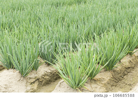 A large area of green onion growing on farmland in Yunlin, Taiwan. A large area of green onion growing on farmland in Yunlin, Taiwan. 106685588