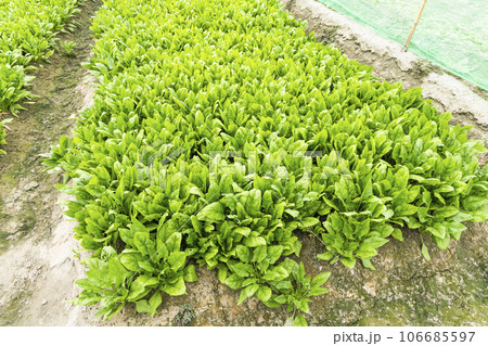 View of Fresh Spinach growing a vegetable garden in Yunlin, Taiwan.  106685597
