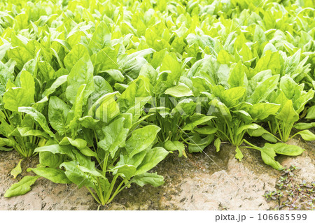 View of Fresh Spinach growing a vegetable garden in Yunlin, Taiwan. View of Fresh Spinach growing a vegetable garden in Yunlin, Taiwan. 106685599