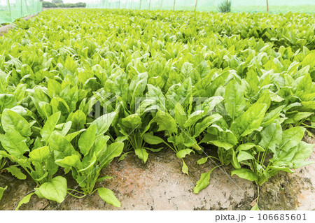 View of Fresh Spinach growing a vegetable garden in Yunlin, Taiwan. View of Fresh Spinach growing a vegetable garden in Yunlin, Taiwan. 106685601