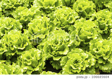 Fresh Fushan lettuce is soon to be harvested in the farmland of Taiwan. 106685604