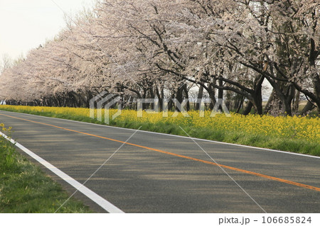 大潟村の桜並木と菜の花ロード 整然と並ぶ菜の花と桜 大潟村の桜並木と菜の花ロード 整然と並ぶ菜の花と桜 106685824