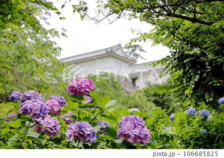 小田原城 紫陽花 神奈川県 小田原城 紫陽花 神奈川県 106685825