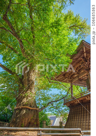 【北向観音】愛染カツラと鐘楼【別所温泉】 106685863