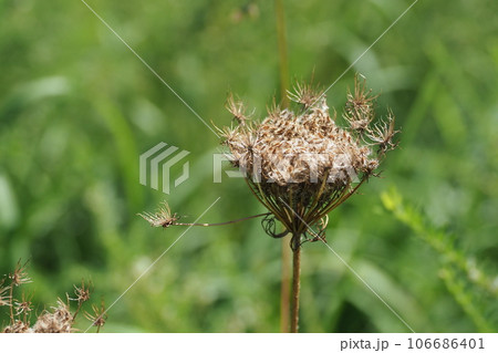 九月のノラニンジン 九月のノラニンジン 106686401