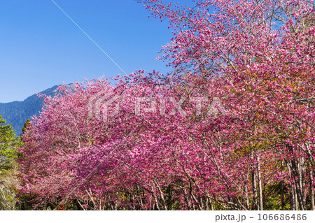 Landscape of pink cherry blossoms at the Sakura gardens of Wuling Farm in Taichung Shei-Pa National Park, Taiwan. 106686486