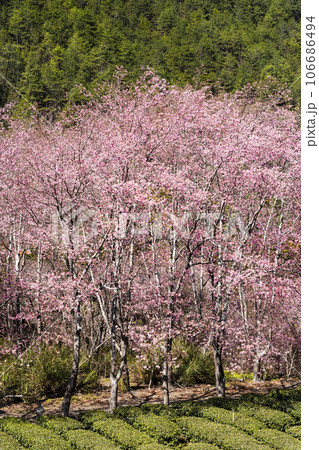 Landscape of pink cherry blossoms at the Sakura gardens of Wuling Farm in Taichung Shei-Pa National Park, Taiwan. 106686494
