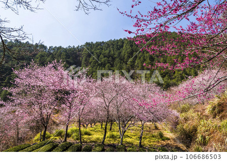 Landscape of pink cherry blossoms at the Sakura gardens of Wuling Farm in Taichung Shei-Pa National Park, Taiwan. 106686503