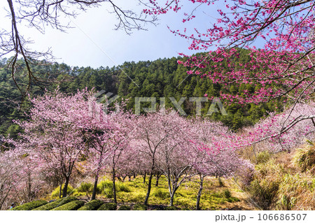 Landscape of pink cherry blossoms at the Sakura gardens of Wuling Farm in Taichung Shei-Pa National Park, Taiwan. Landscape of pink cherry blossoms at the Sakura gardens of Wuling Farm in Taichung Shei-Pa National Park, Taiwan. 106686507