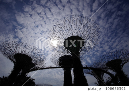 見上げるガーデンズ・バイ・ザ・ベイ　スーパーツリー 106686591