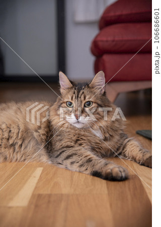 Ginger cat lying on the wooden floor in a living room. The fat cat is resting. Sweet fluffy kitten at home. Close-up . Ginger cat lying on the wooden floor in a living room. The fat cat is resting. Sweet fluffy kitten at home. Close-up . 106686601