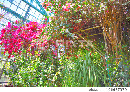 伊豆半島・南伊豆・爪木崎・鮮やかな色彩が印象的な、爪木崎花園の温室の中の眺め・静岡県下田市(4) 106687370