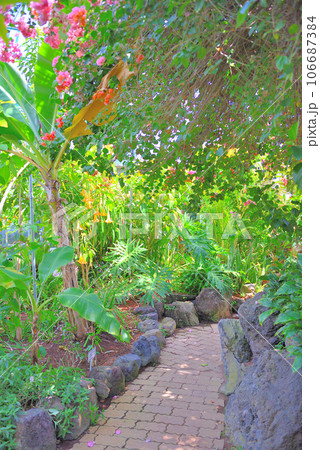 伊豆半島・南伊豆・爪木崎・鮮やかな色彩が印象的な、爪木崎花園の温室の中の眺め・静岡県下田市(9) 106687384