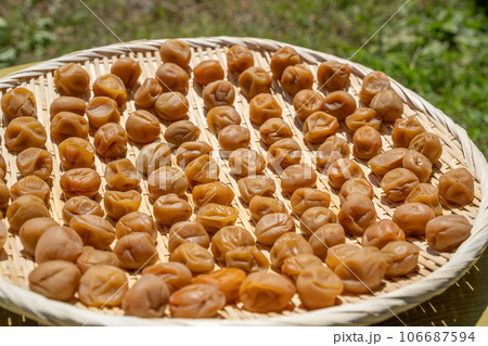 梅 土用干しの様子 梅 土用干しの様子 106687594