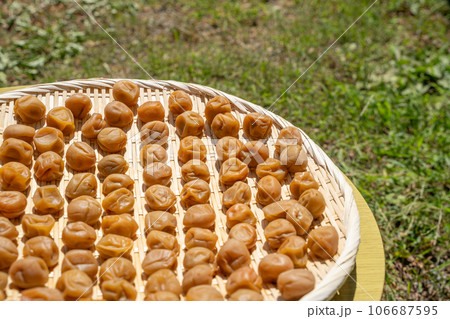 梅　土用干しの様子 106687595