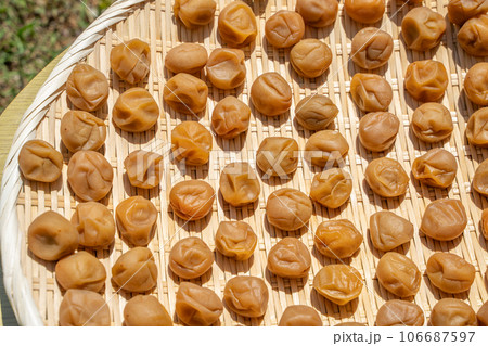 梅　土用干しの様子 106687597