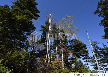 帝釈山から田代山へ、登山、福島県 106687641