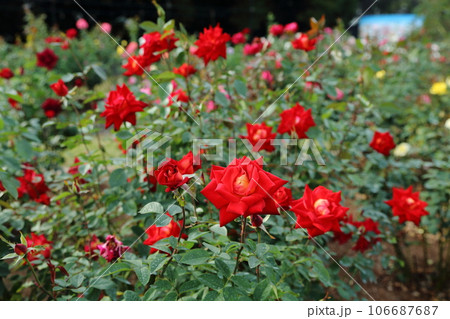 荒尾市　おもやい市民花壇　バラの花、 106687687