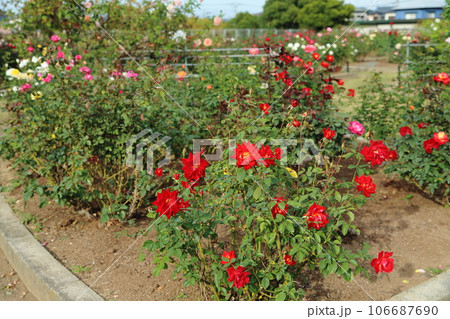 荒尾市 おもやい市民花壇 バラの花、 荒尾市 おもやい市民花壇 バラの花、 106687690