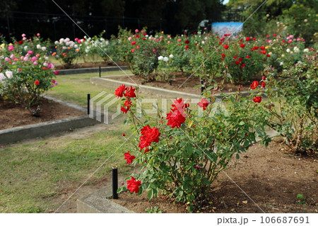 荒尾市　おもやい市民花壇　バラの花、 106687691