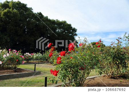 荒尾市 おもやい市民花壇 バラの花、 荒尾市 おもやい市民花壇 バラの花、 106687692