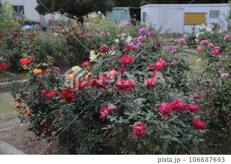 荒尾市 おもやい市民花壇 バラの花、 荒尾市 おもやい市民花壇 バラの花、 106687693