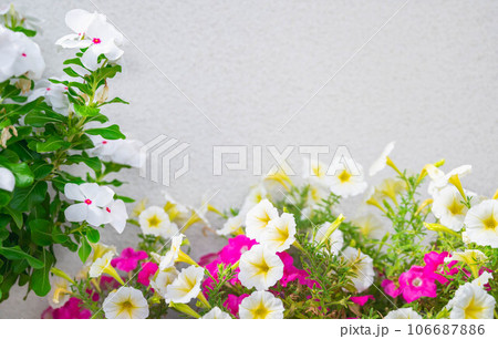 壁際の花壇に咲く花 壁際の花壇に咲く花 106687886