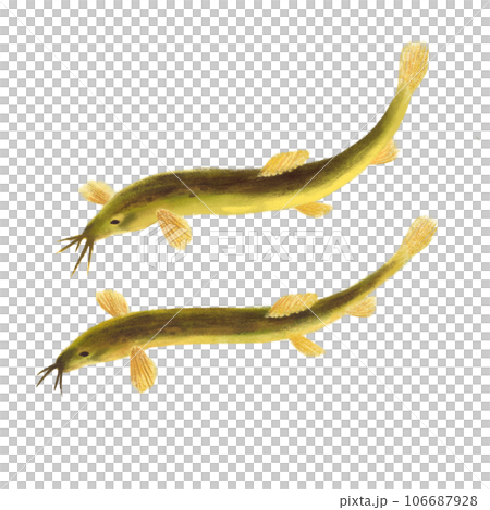 Illustration of two loaches swimming on white background 106687928