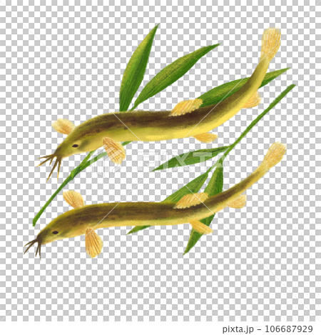竹葉和兩隻泥鰍在白色背景上游泳的插圖 106687929