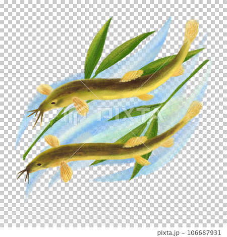 竹葉和兩隻泥鰍在水背景中游泳的插圖 106687931