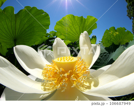 白い蓮の花と青空 白い蓮の花と青空 106687949