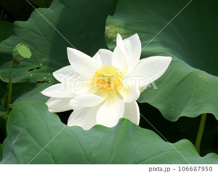 白い蓮の花 白い蓮の花 106687950