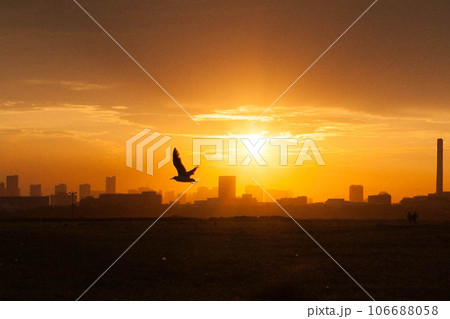 沈む夕日と鳥の写真素材 [106688058] - PIXTA