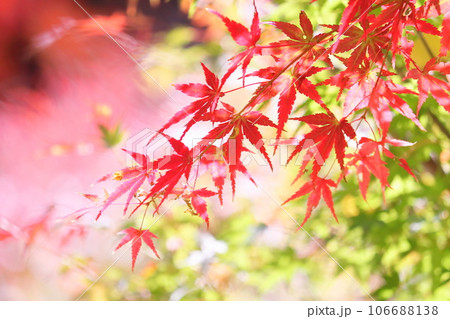 鮮やかな秋の紅葉 鮮やかな秋の紅葉 106688138
