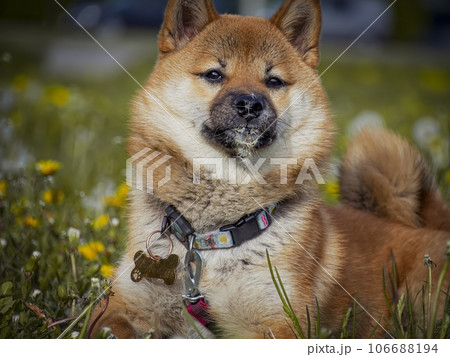 Portrait of cute Shiba Inu small dog puppy. Dogecoin. Red-haired Japanese dog smile portrait 106688194
