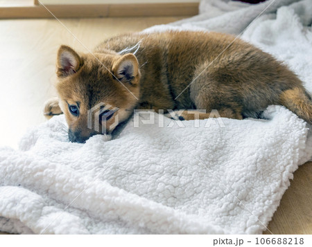 Portrait of cute Shiba Inu small dog puppy. Dogecoin. Red-haired Japanese dog smile portrait 106688218