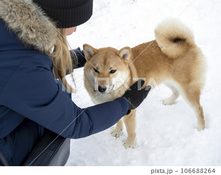 Japanese red coat dog is in winter forest. Portrait of beautiful Shiba inu playing on the snow 106688264