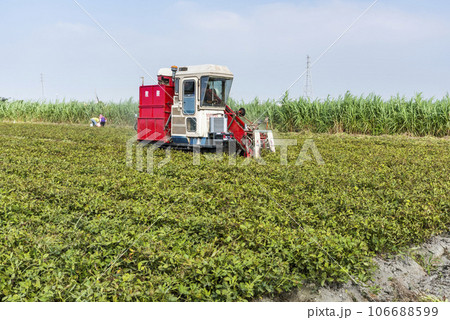 Farmers use tractors pulling is harvest peanuts in Yunlin County, Taiwan. 106688599